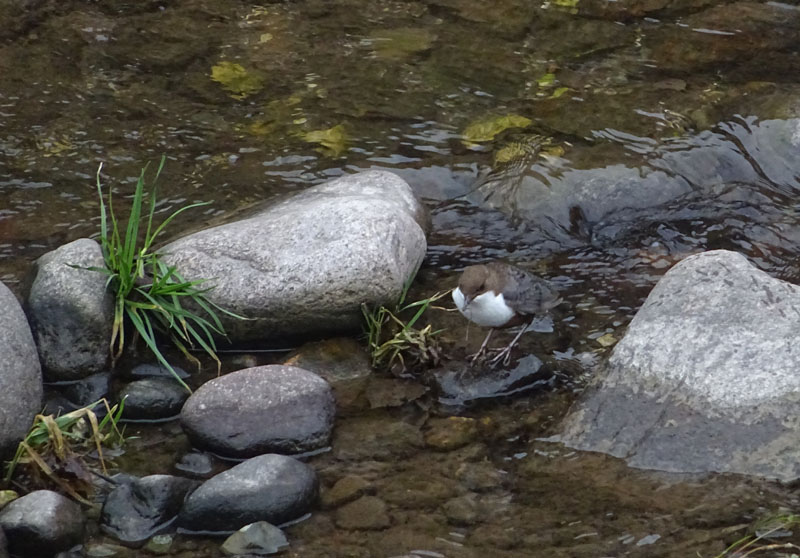 Cinclus cinclus  (Merlo acquaiolo)